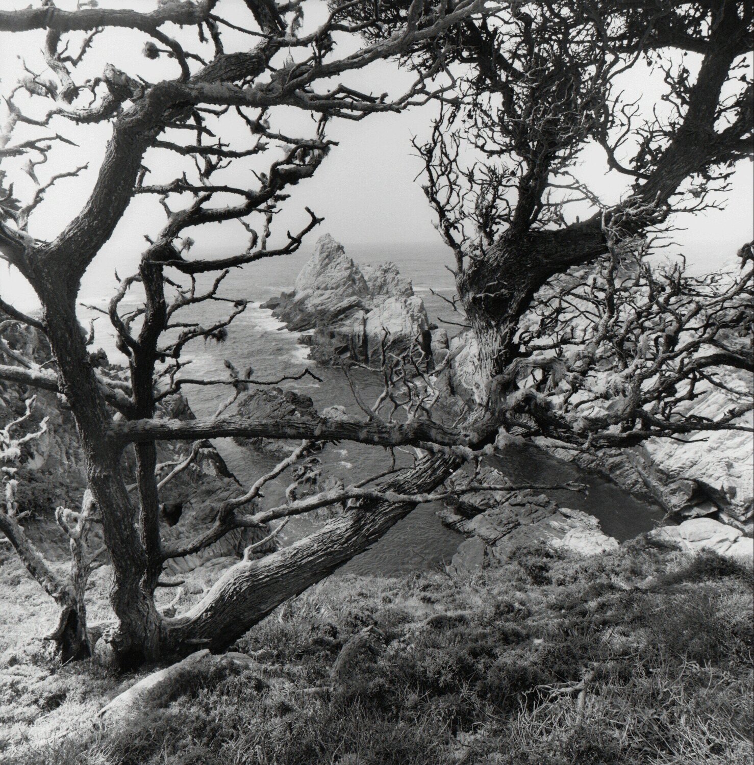 Point Lobos Lee Friedlander