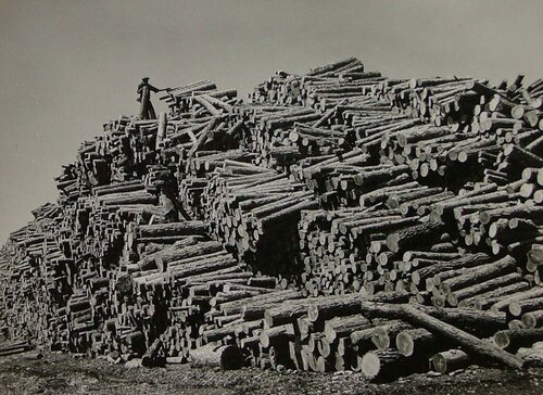 Worker on Top of Pine Log Pile van Margaret Bourke-White, Fotografie te koop op Singulart