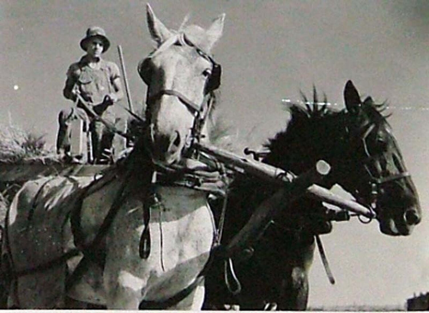 Young Farm Boy Driving Ream of Horses Pulling Wagon Margaret Bourke-White Fotografie zu verkaufen