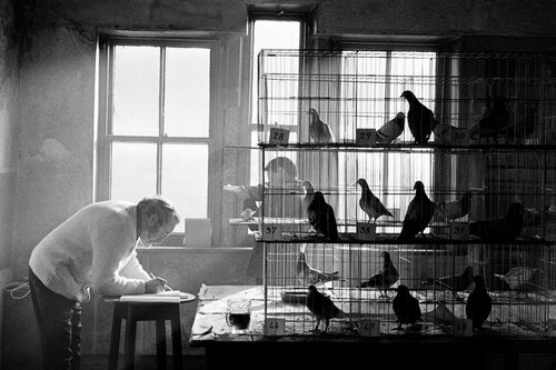 Pigeon Competition, Todmorden van Martin Parr, Fotografie te koop op Singulart