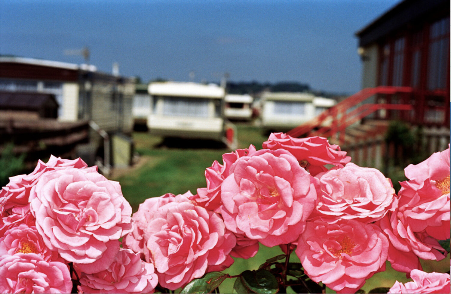 Flowers West Bay, England 1999 Martin Parr Fotografie zu verkaufen