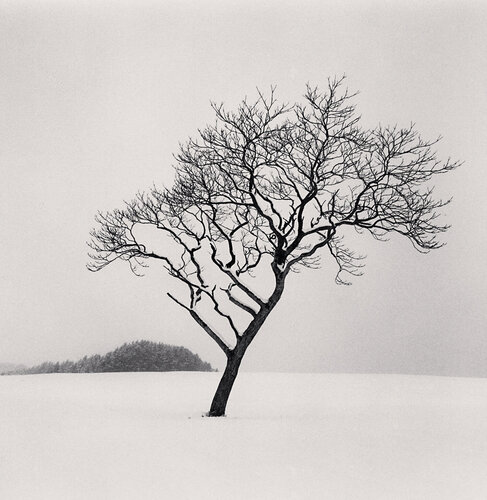Blackstone Hill Tree, Hokkaido, Japan by Michael Kenna, Photography for Sale on Singulart