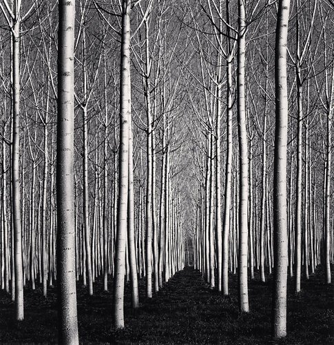 Spring Poplar Trees, Pavia, Italy by Michael Kenna, Photography for Sale on Singulart