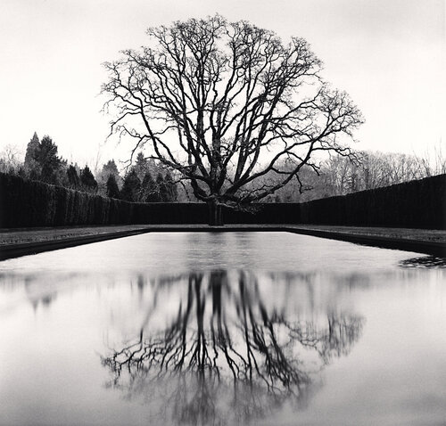 Grandfather Oak, Study 45, Beaverton, Oregon, USA by Michael Kenna, Photography for Sale on Singulart