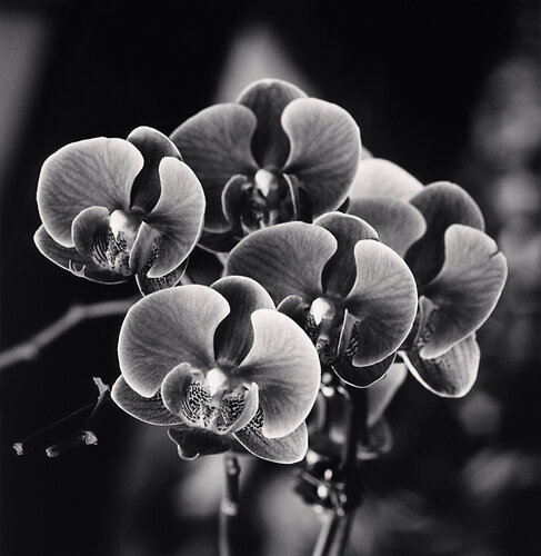 Orchid Offerings, But That Pagoda, Bak Ninh, Vietnam by Michael Kenna, Photography for Sale on Singulart