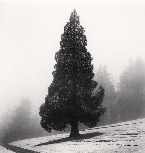 Cemetery Tree, Portland, Oregon, USA van Michael Kenna, Fotografie te koop op Singulart