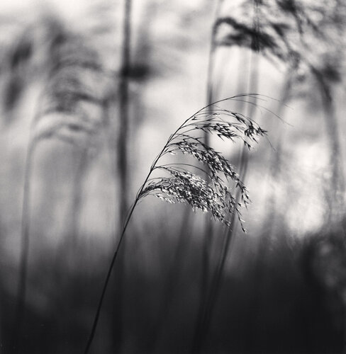 Wind Whisper, Dali, Yunnan, China van Michael Kenna, Fotografie te koop op Singulart