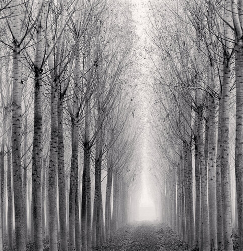 Tunnel of Poplars, Boratto, Reggio Emilia, Italy van Michael Kenna, Fotografie te koop op Singulart