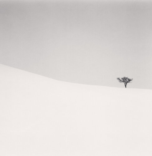 Single Tree, Mita, Hokkaido, Japan van Michael Kenna, Fotografie te koop op Singulart
