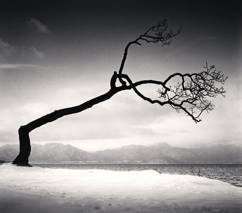 Kussharo Lake Tree, Study 16, Kotan, Hokkaido van Michael Kenna, Fotografie te koop op Singulart