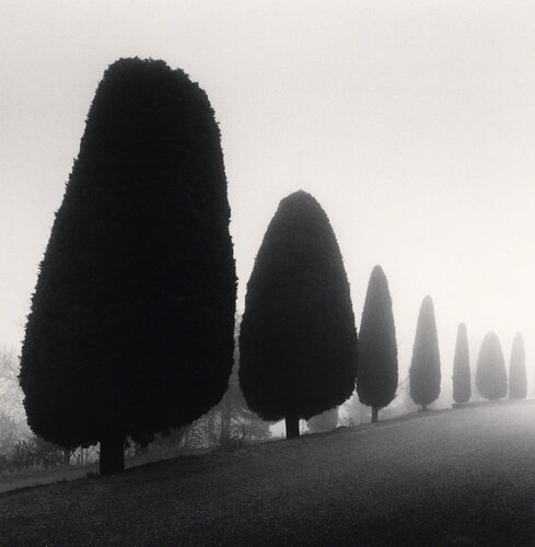Seven Trees, Castello di Canossa, Italy van Michael Kenna, Fotografie te koop op Singulart
