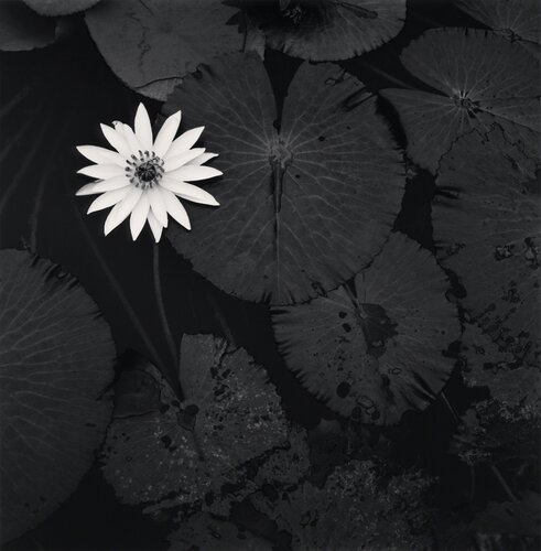 Mamta's Lotus Flower, Ban Viengkeo, Luang Prabang van Michael Kenna, Fotografie te koop op Singulart