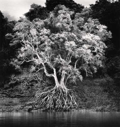 Kokdua Tree and Exposed Roots, Mekong River, Luang Prabang, Laos van Michael Kenna, Fotografie te koop op Singulart