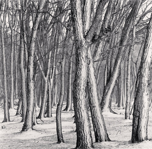 Daimyo Oak Forest, Hokkaido, Japan van Michael Kenna, Fotografie te koop op Singulart