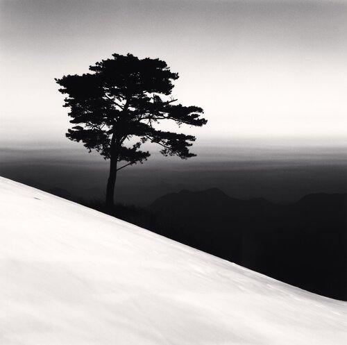 Mountain Tree, Danyang, Chungcheongbukdo, South Korea. van Michael Kenna, Fotografie te koop op Singulart