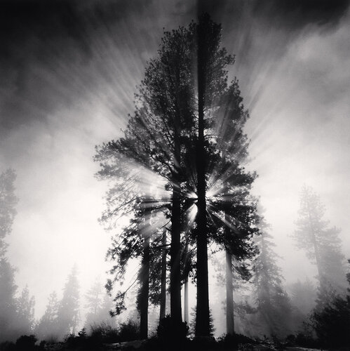 Avenue of the Giants, California, USA. van Michael Kenna, Fotografie te koop op Singulart