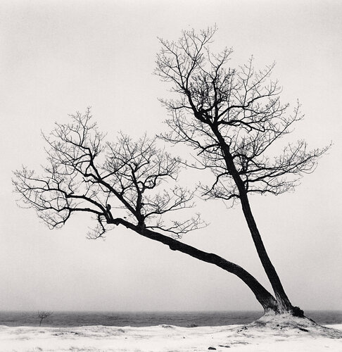 Two Leaning Trees, Study 2, Kussharo Lake, Hokkaido, Japan van Michael Kenna, Fotografie te koop op Singulart