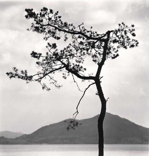 Particular Pine, Jeonil-ri, Jeollanam-do, South Korea van Michael Kenna, Fotografie te koop op Singulart