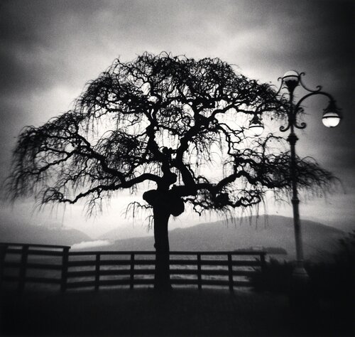 Tree and Lamp, Stresa, Lake Maggiore, Italy van Michael Kenna, Fotografie te koop op Singulart