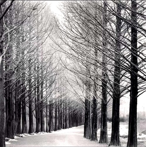 Alley of Trees, Damyang, Jeolianamdo, South Korea van Michael Kenna, Fotografie te koop op Singulart