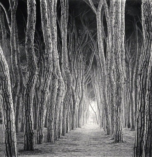 Stone Pine Tunnel, Pineto, Abruzzo, Italy van Michael Kenna, Fotografie te koop op Singulart
