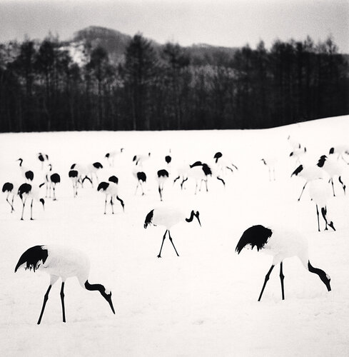 Flock of Red Crown Cranes, Tsurui, Hokkaido, Japan van Michael Kenna, Fotografie te koop op Singulart
