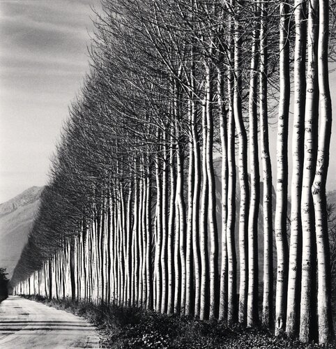 Poplar Trees, Fucino, Abruzzo, Italy van Michael Kenna, Fotografie te koop op Singulart