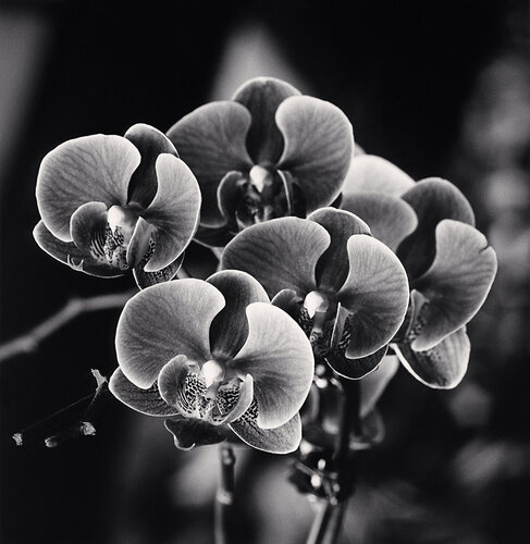 Orchid Offerings, But That Pagoda, Bak Ninh, Vietnam van Michael Kenna, Fotografie te koop op Singulart