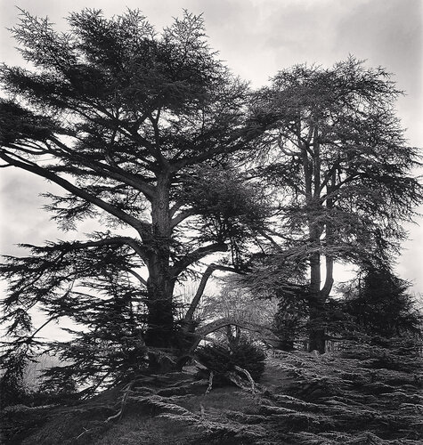 Domaine de Chaumont-sur-Loire, Study 8, France. van Michael Kenna, Fotografie te koop op Singulart