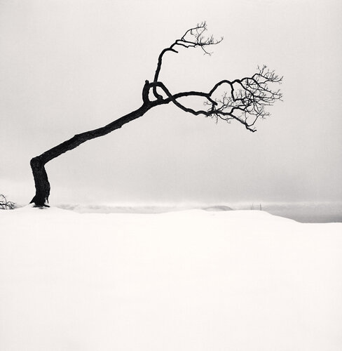 Kussharo Lake Tree, Study 17, Kotan, Hokkaido, Japan van Michael Kenna, Fotografie te koop op Singulart