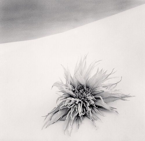 Maki's Washi Flowers, Study 4, Hokkaido, Japan van Michael Kenna, Fotografie te koop op Singulart