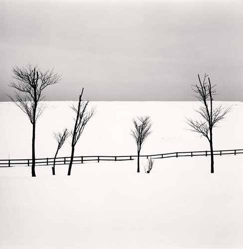 Six Sipetca Trees, Shibecha, Hokkaido, Japan van Michael Kenna, Fotografie te koop op Singulart