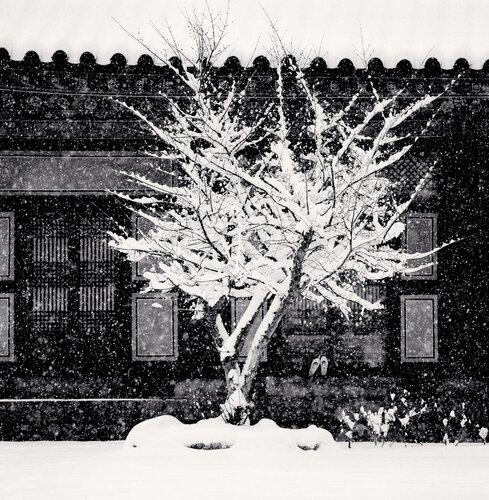 Tree and Slippers, Woljengsa Temple, Gangwondo, South Korea van Michael Kenna, Fotografie te koop op Singulart