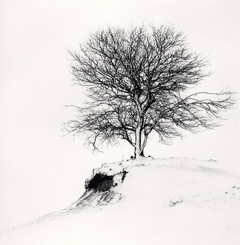 Hill Edge Tree, Shibecha, Hokkaido, Japan van Michael Kenna, Fotografie te koop op Singulart