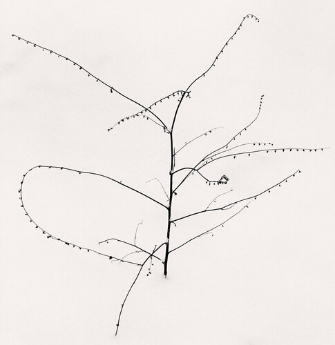 Young Nandaro Plant, Hokkaido, Japan di Michael Kenna, Fotografia in vendita su Singulart