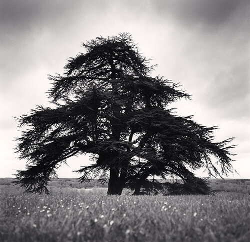 Domaine de Chaumont-sur-Loire, Study 2, France. di Michael Kenna, Fotografia in vendita su Singulart