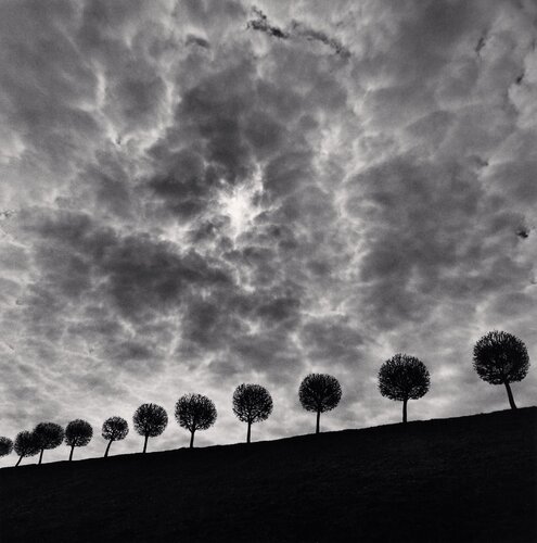 Ten and a Half Trees, Peterhof, Russia. di Michael Kenna, Fotografia in vendita su Singulart