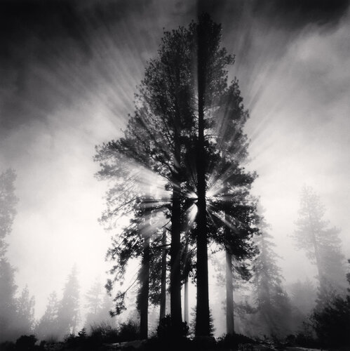 Avenue of Giants, California, USA di Michael Kenna, Fotografia in vendita su Singulart