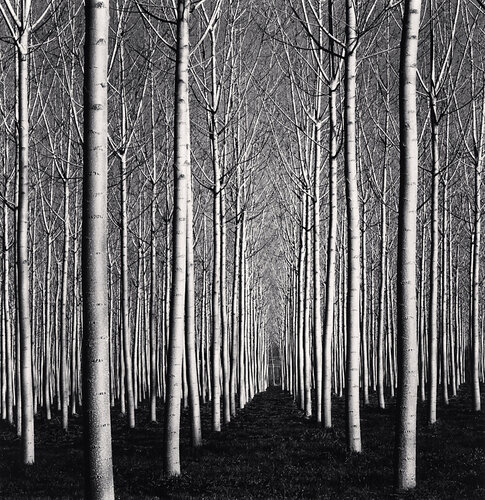 Spring Poplar Trees, Pavia, Italy di Michael Kenna, Fotografia in vendita su Singulart