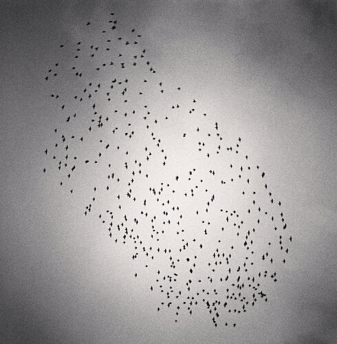 Four Hundred and Seventy Five Birds, Durham, England di Michael Kenna, Fotografia in vendita su Singulart