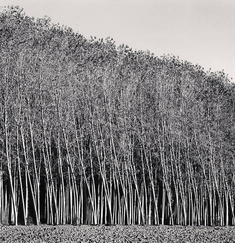 Poplar Forest, Bridge of Beauty, Italy di Michael Kenna, Fotografia in vendita su Singulart