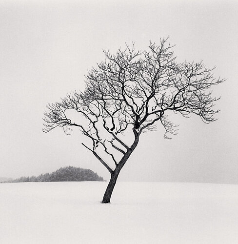 Blackstone Hill Tree, Hokkaido, Japan van Michael Kenna, Fotografie te koop op Singulart