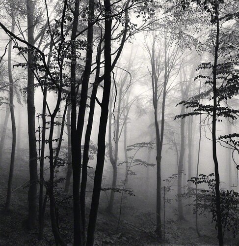 Forest Mist, Study 2, Rigopiano, Abruzzo, Italy van Michael Kenna, Fotografie te koop op Singulart