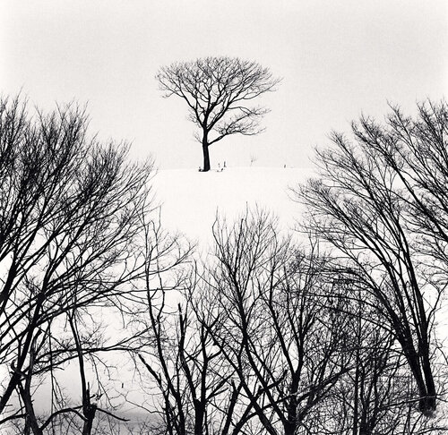 Hurep Hill Trees Esashi, Hokkaido, Japan van Michael Kenna, Fotografie te koop op Singulart