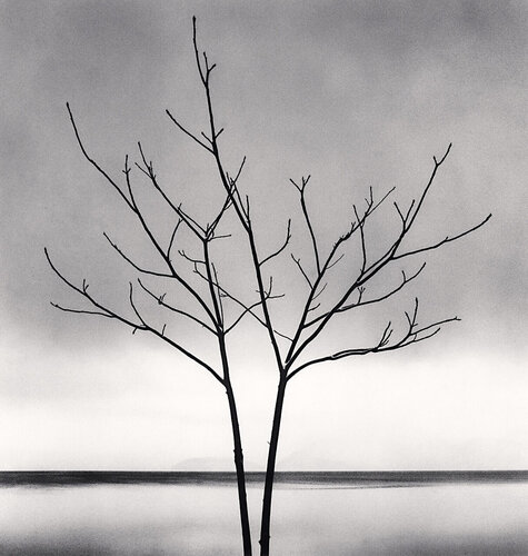 Bare Tree, Toya Lake, Hokkaido, Japan van Michael Kenna, Fotografie te koop op Singulart