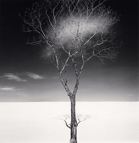 Onishi Tree Shadow and Clouds, Study 2, Hokkaido, Japan van Michael Kenna, Fotografie te koop op Singulart