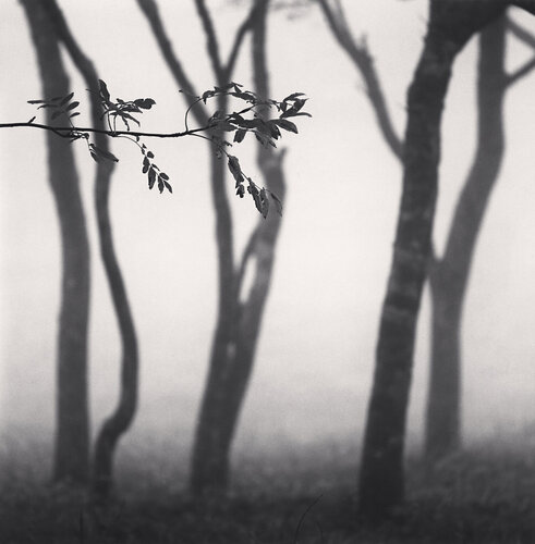 Chikui Cape Trees, Muroran, Hokkaido, Japan van Michael Kenna, Fotografie te koop op Singulart