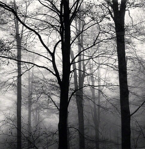 Forest Mist, Study 1, Rigopiano, Abruzzo, Italy van Michael Kenna, Fotografie te koop op Singulart