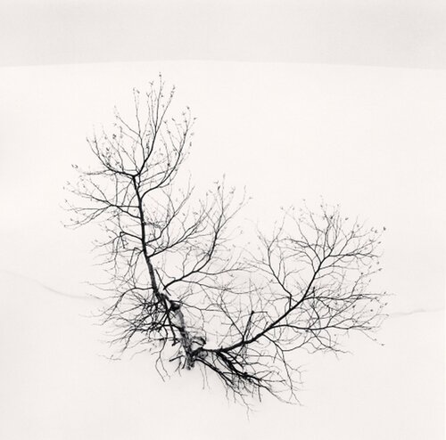 Ayako's Tree, Higashikura, Hokkaido, Japan van Michael Kenna, Fotografie te koop op Singulart