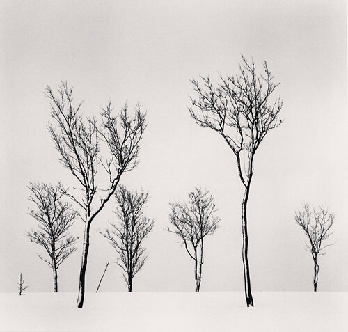 Birch Hill Trees, Hokkaido, Japan van Michael Kenna, Fotografie te koop op Singulart